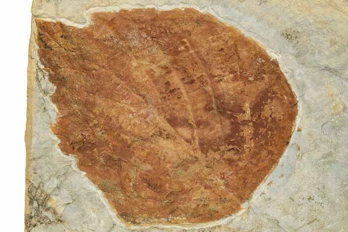 3.4" Fossil Leaf (Davidia) - Montana